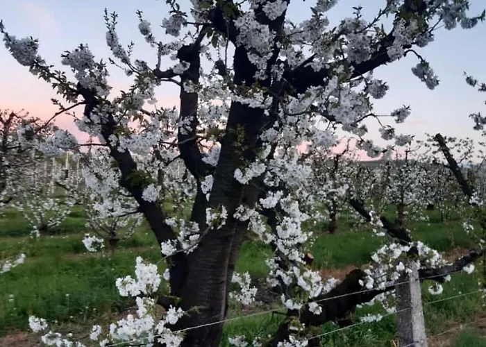 La Casa Dei Ciliegi * Vignola