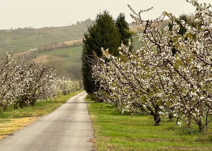 La Casa Dei Ciliegi Lejlighed *